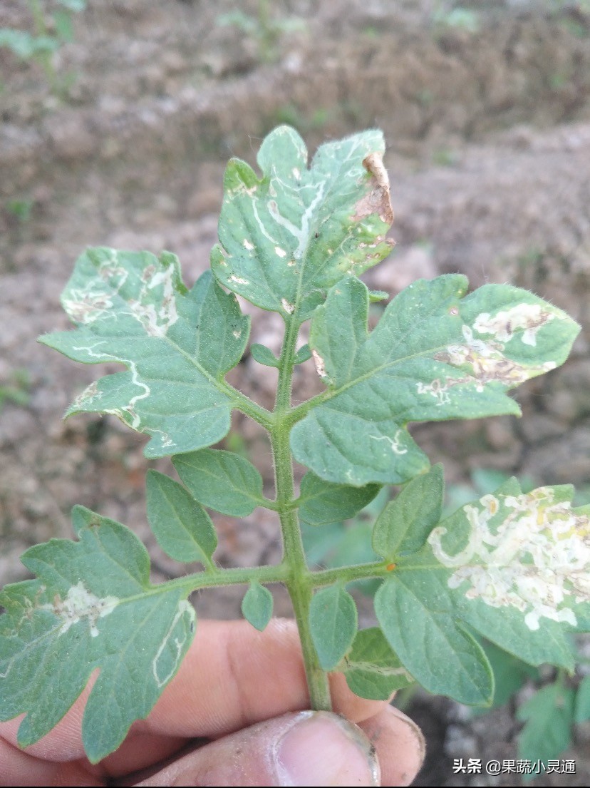 番茄潜叶蛾危害症状图,番茄叶片有黑斑是什么病
