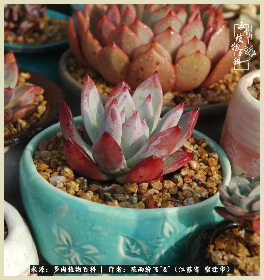 我家老臧：从反对到爱屋及乌的多肉守护人