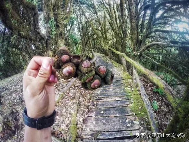 流浪云南|黑河老坡，我与驴子们的一见如故