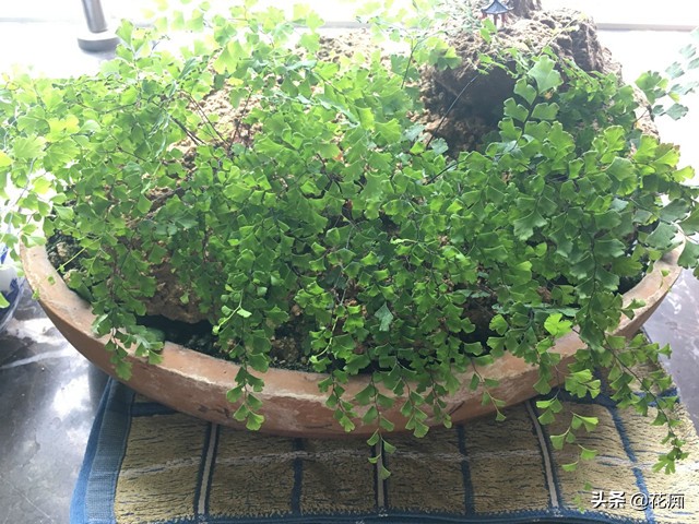 上水石上的铁线蕨为啥不茂密,铁线蕨可以直接种在水里吗