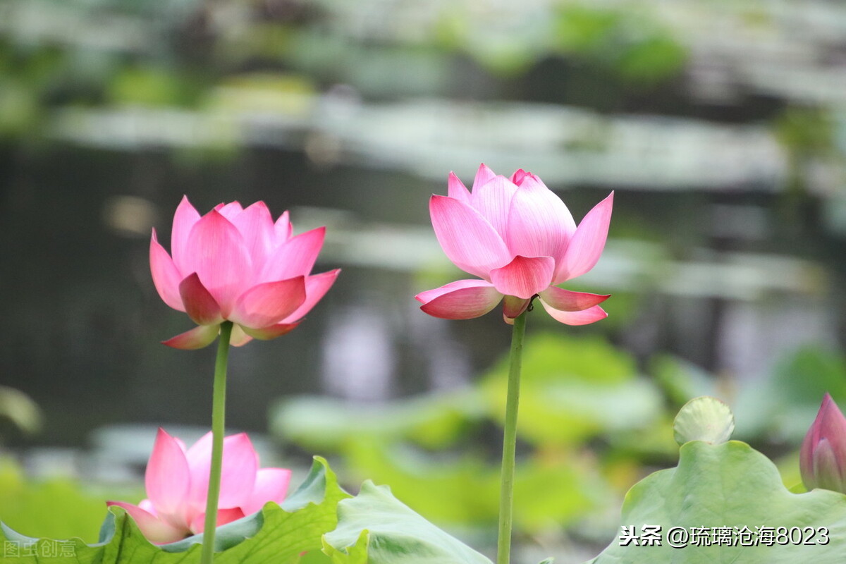 中国军事禁地风景区,玄武湖是中国最大的皇家园林湖