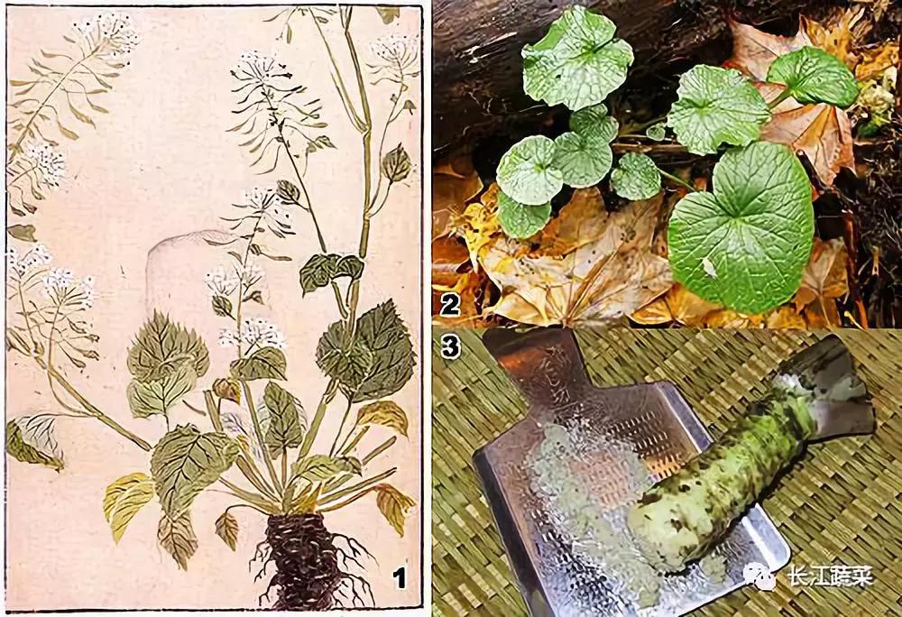 800一斤的菜,800元一斤的东西是什么