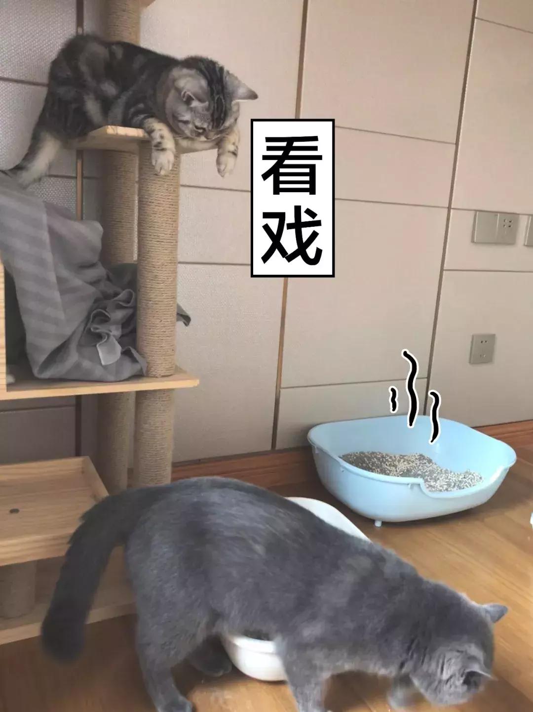 猫屎太臭事件,猫屎的来历