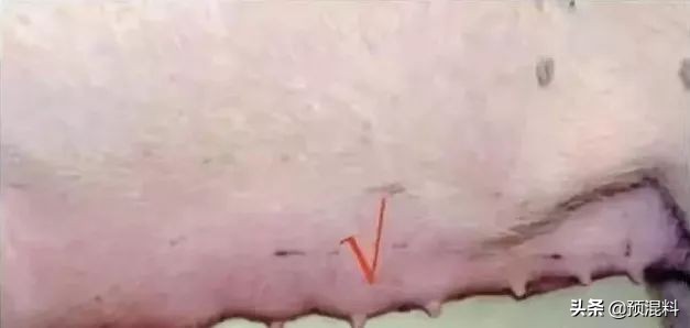 养猪实用技术——高产母猪的身体特征(图解)