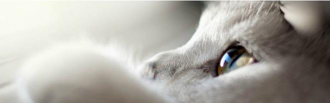 猫毛过敏会导致嗅觉失灵么,猫毛过敏是免疫力下降吗