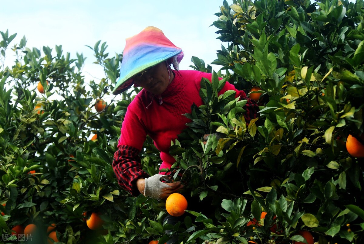脐橙初期宣传文案,赣南脐橙营销推广语