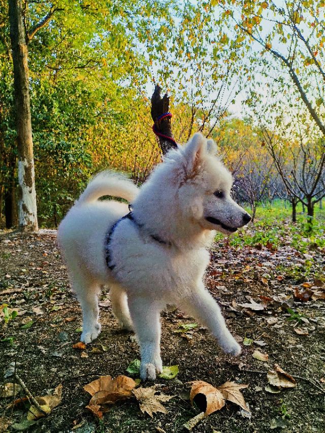 萨摩耶犬饲养注意事项,养萨摩耶犬注意的事项