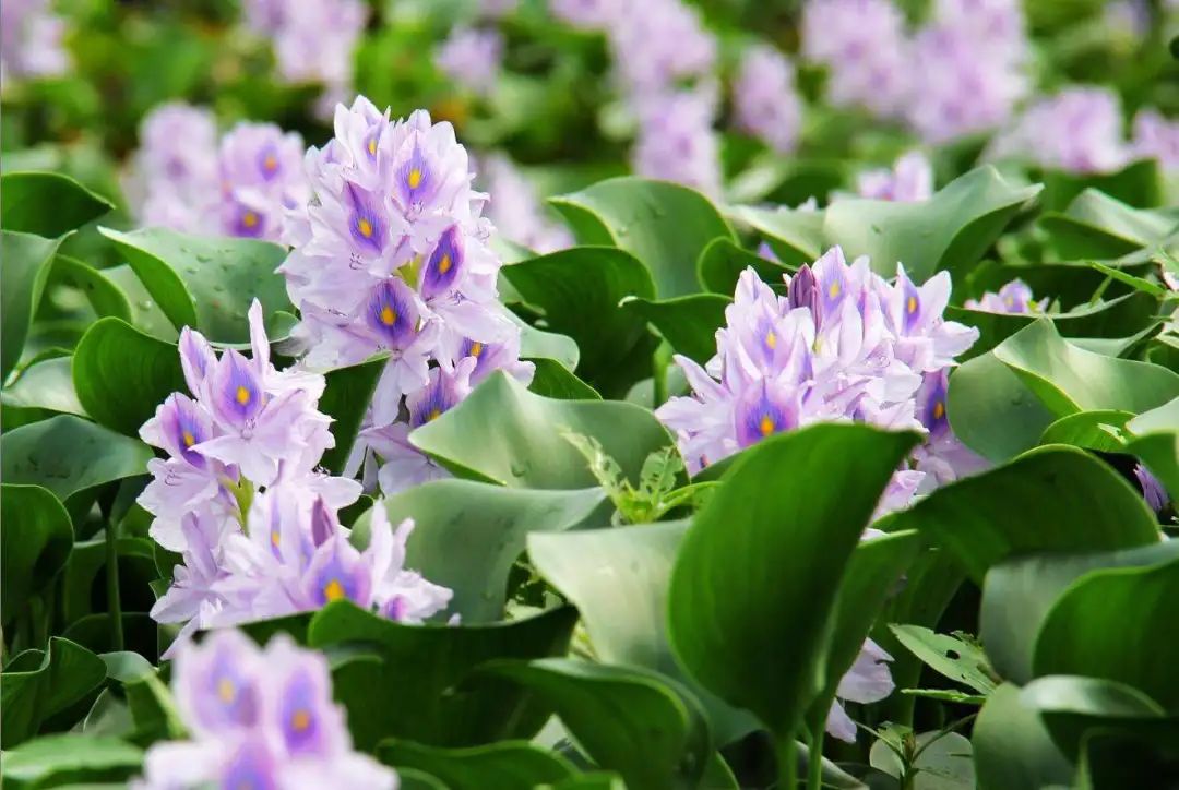 水浮莲的生长特点,凤眼莲好养吗图片