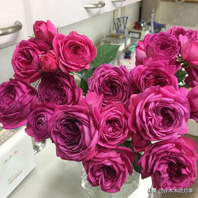 不耐晒的月季夏天怎么办,盆栽月季严重晒伤脱水怎么救