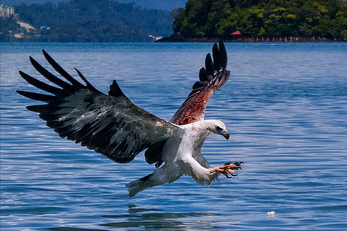 东江揽胜,惠州淡水常见鸟类图谱