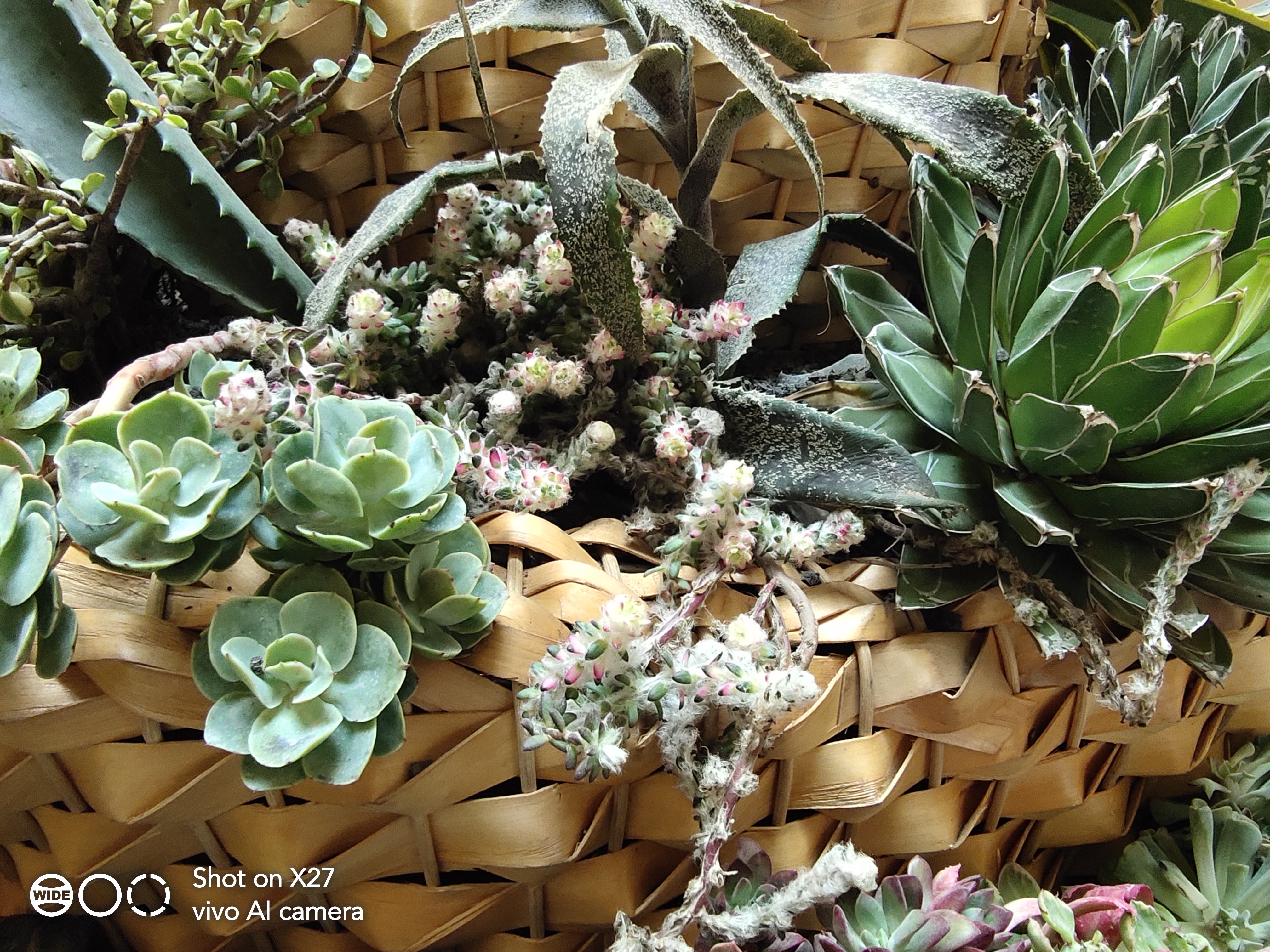 对于vivox27的评价,vivox27值得入手吗