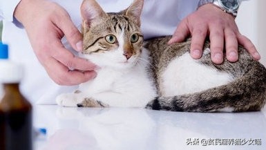 被猫咬不打防疫针会怎么样,辟谣被猫抓伤