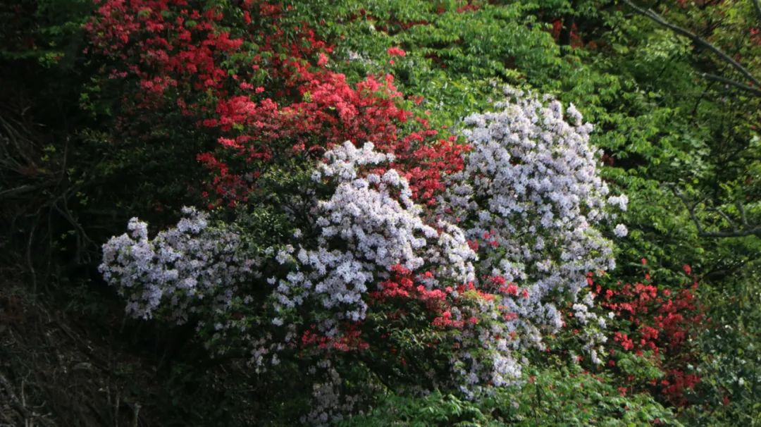 石台仙寓山附近哪里好玩,石台仙寓镇云里居