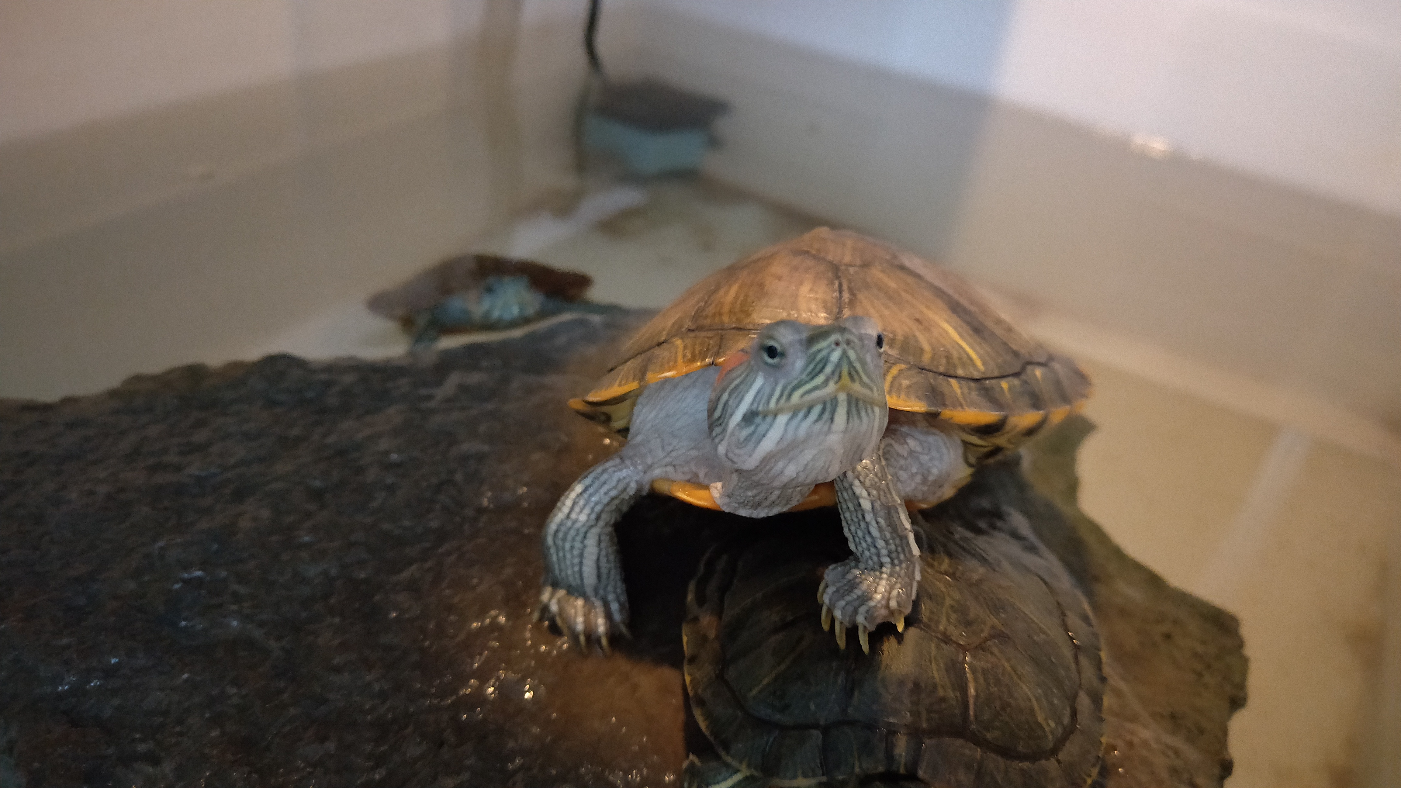 黄耳龟怎么养及喂养技巧,小草龟喂养方法