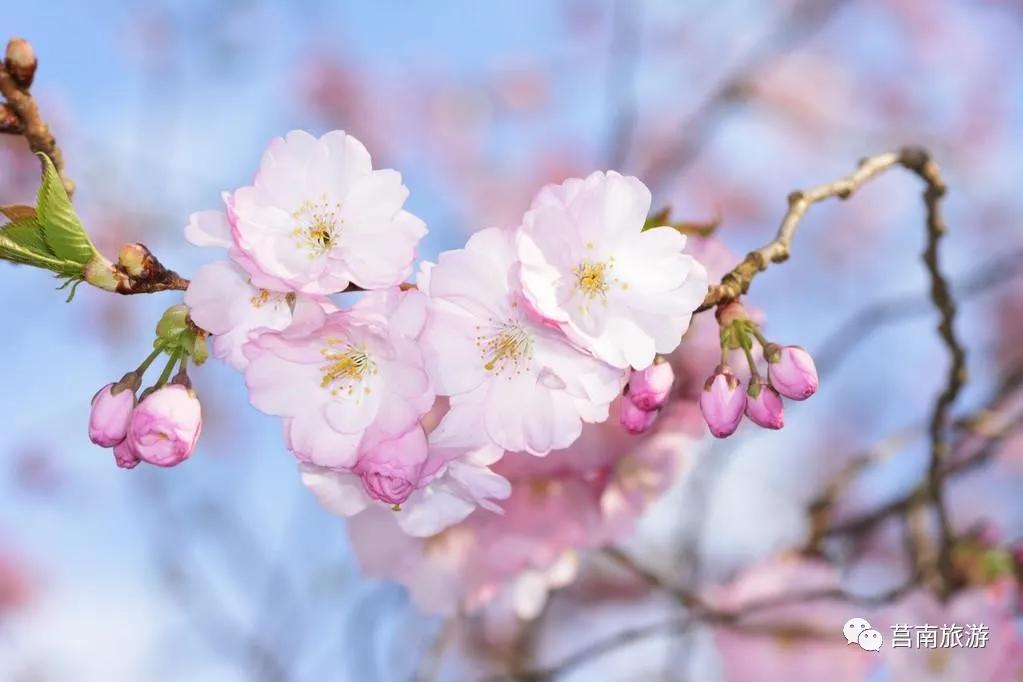 莒南自驾游免费景点大全图片,莒南春季游玩好去处推荐