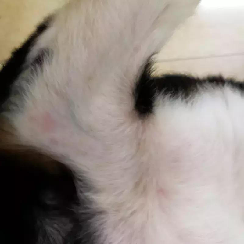 狗狗身上起红疹子是怎么回事,狗狗身上起红疹又脱毛