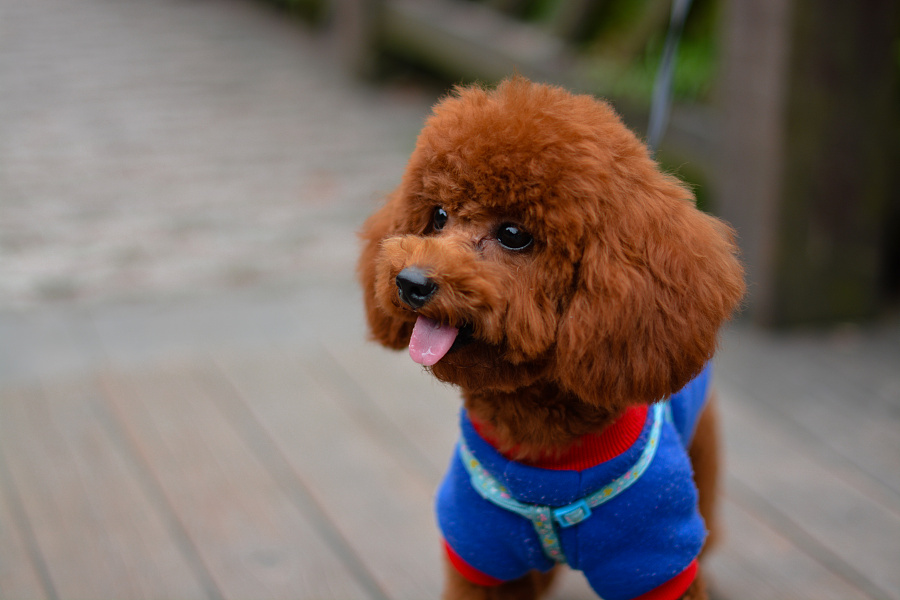 这十种狗狗是真的怕冷,这几种狗超怕冷出门要记得穿衣服