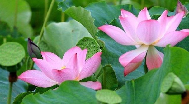 荷叶茶有滋阴的功效吗,荷叶茶怎么喝才有营养