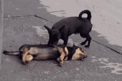 困成狗是什么样子,看看你家小狗的睡姿