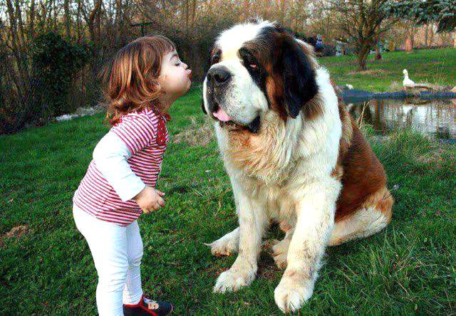 宠物狗吐该怎么办,萌宠知识普及答案