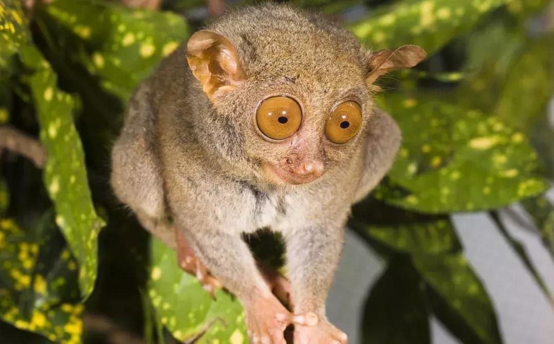 比马尔代夫更美的国家,比马尔代夫还美丽