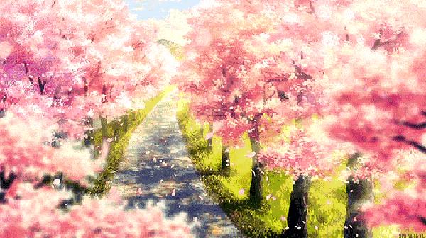 各种樱花美食大全,樱花美食视频全集