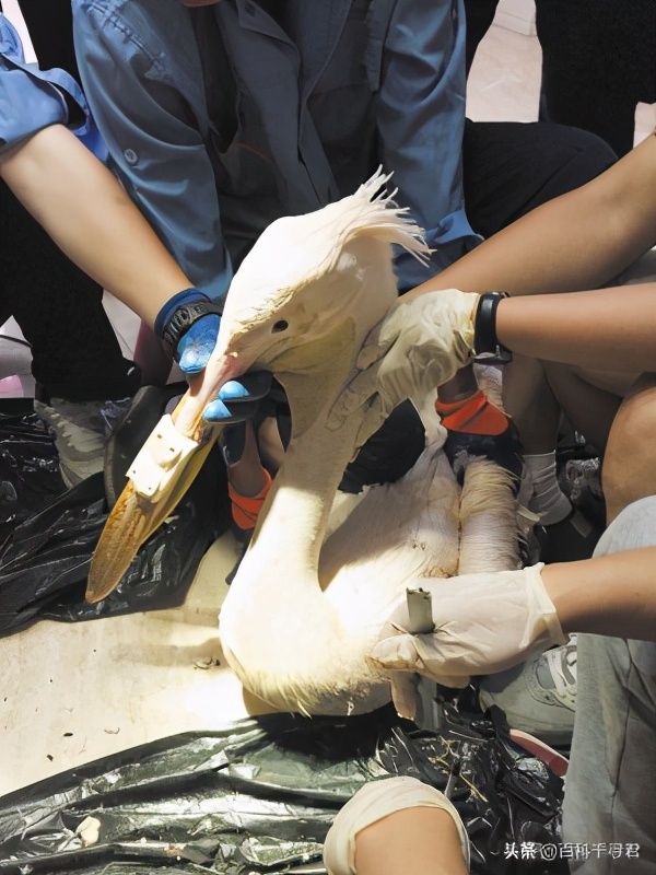 鹈鹕吞猎物到肚子里是怎么样的,鹈鹕会吞掉同类吗