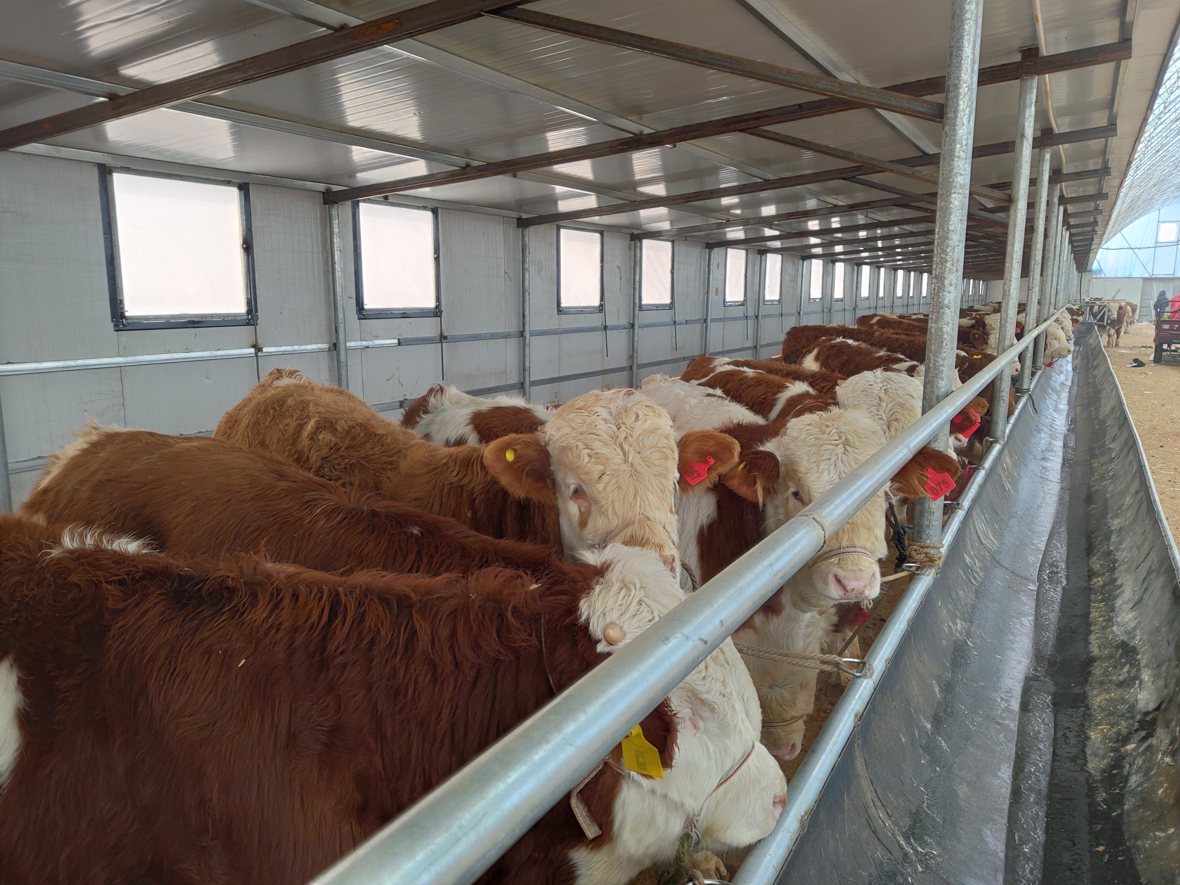 养牛人必须备的药,养牛人需要打哪些疫苗呢