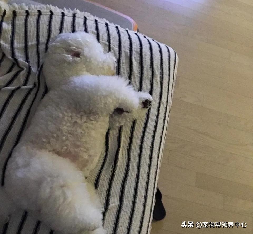 如何教比熊安静等待,比熊活蹦乱跳该怎么训练