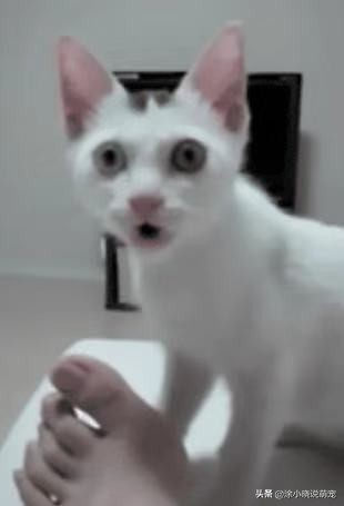 辟谣猫咪并非黑夜都能看得清,猫咪辟谣