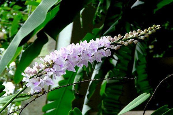 哪种兰花最名贵开花最好看,什么样的兰花品种开花好看又香