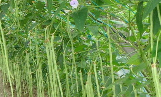 怎样防治豆角花的虫害,豆角蓟马虫害的防治方法