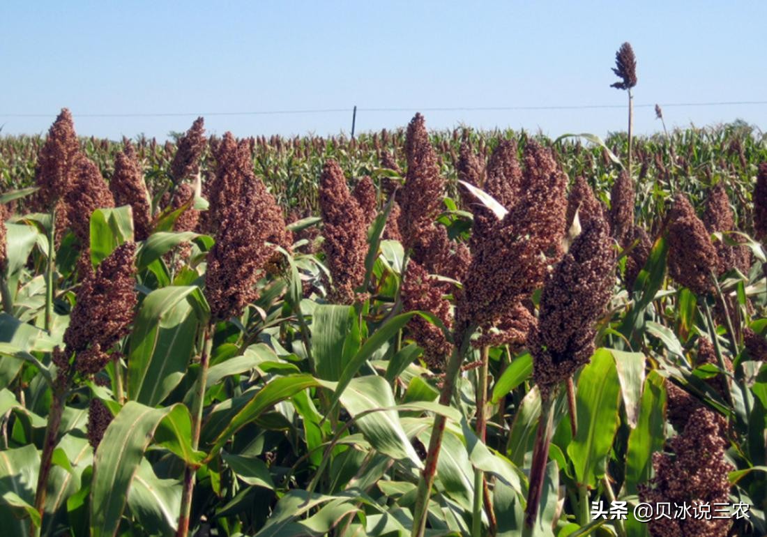 高粱种植技术和方法,高粱的正确播种方法