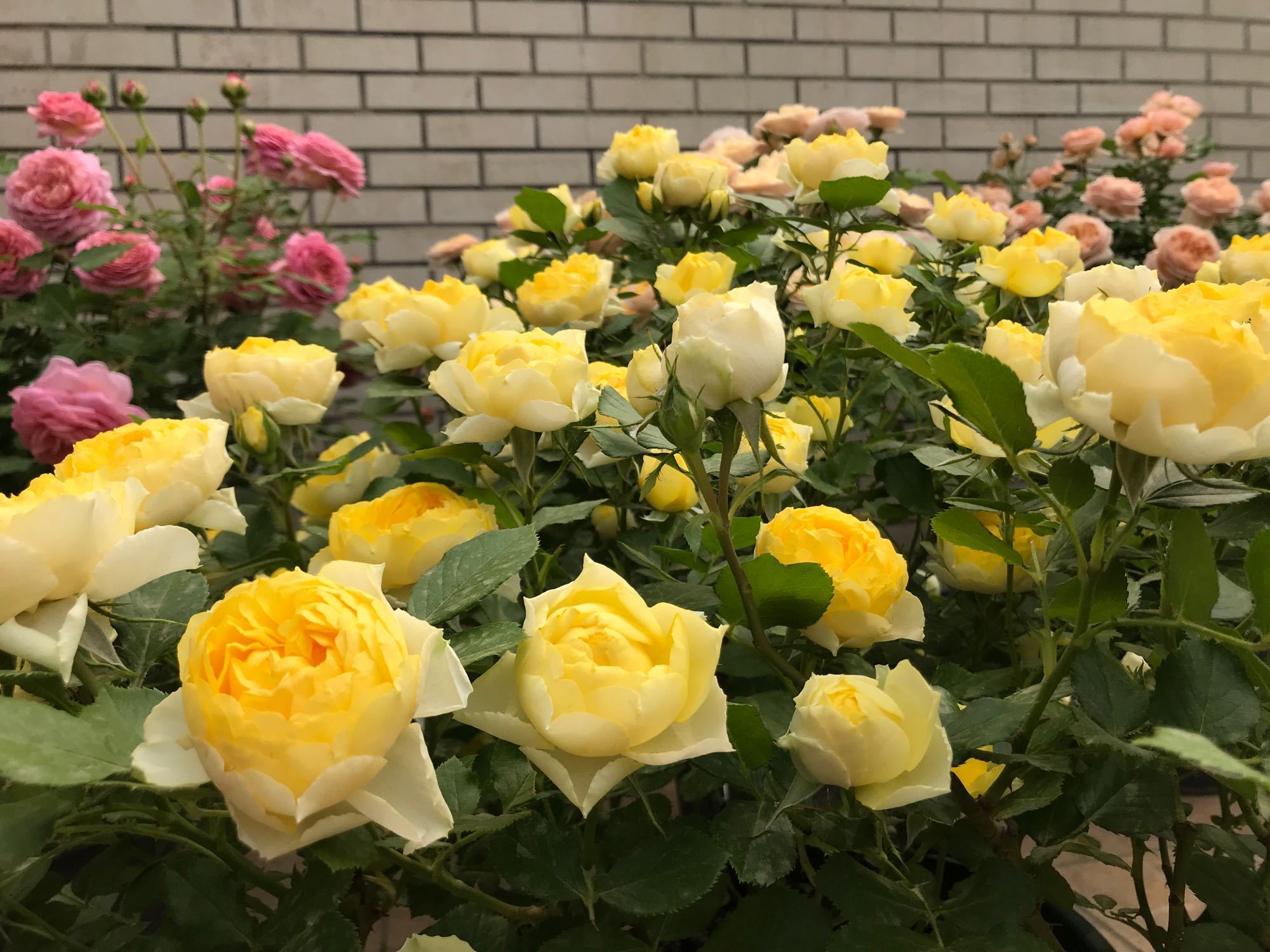 月季夏天可以给花苞戴网套吗,月季花苞网套