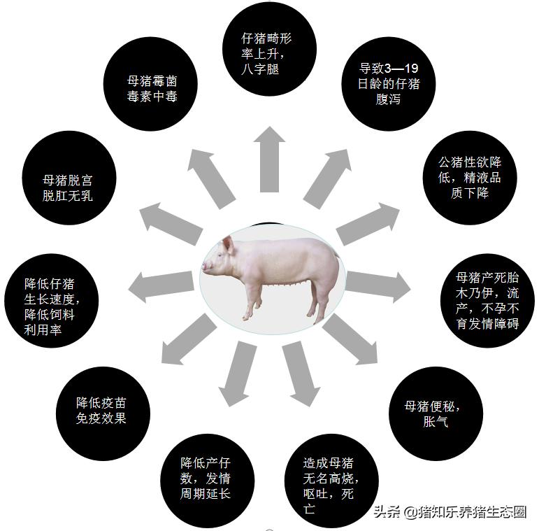 养猪行业的谎言类似“皇帝的新衣”