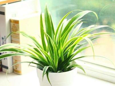 怎么才能养好吊兰,如何养好吊兰的视频