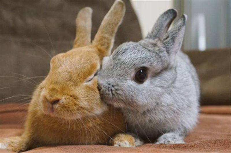 兔子呕吐,兔子呕吐黄色液体怎么办