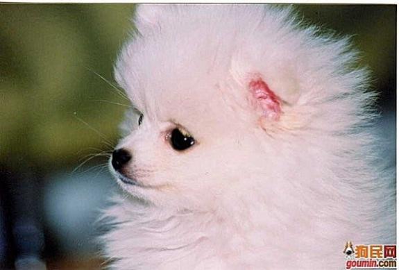 鐙楃嫍澶у叏鍙埍,鍙埍鐨勫皬鐙楃嫍閫佺粰鐖辩嫍浜哄＋