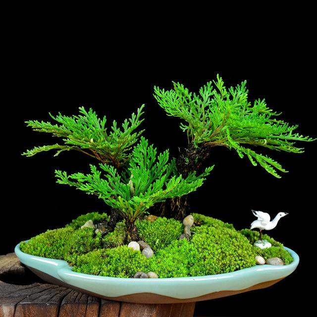 新上盆的卷柏怎么浇水？