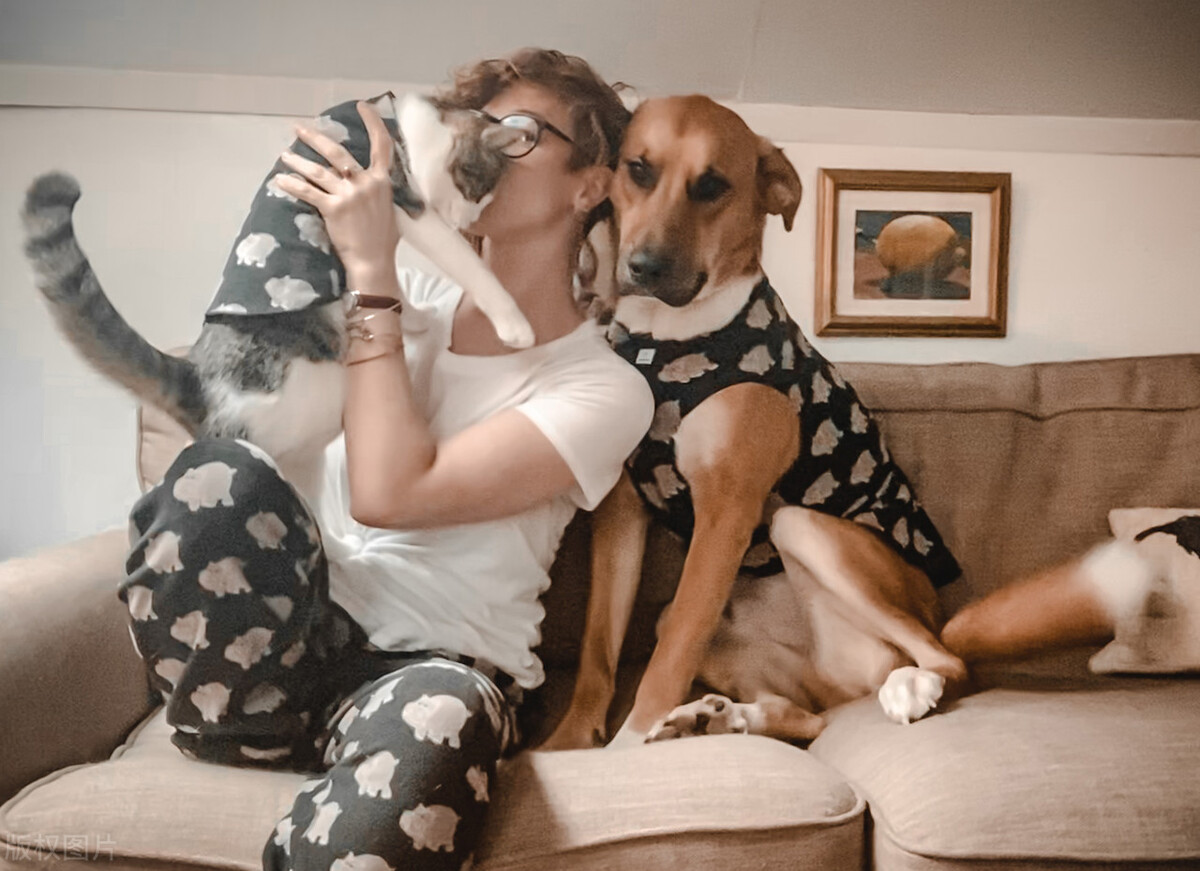 阿拉斯加狗狗合理的饲养方法,怎么正确养狗狗