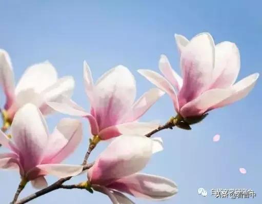 介庙牡丹（昊然）