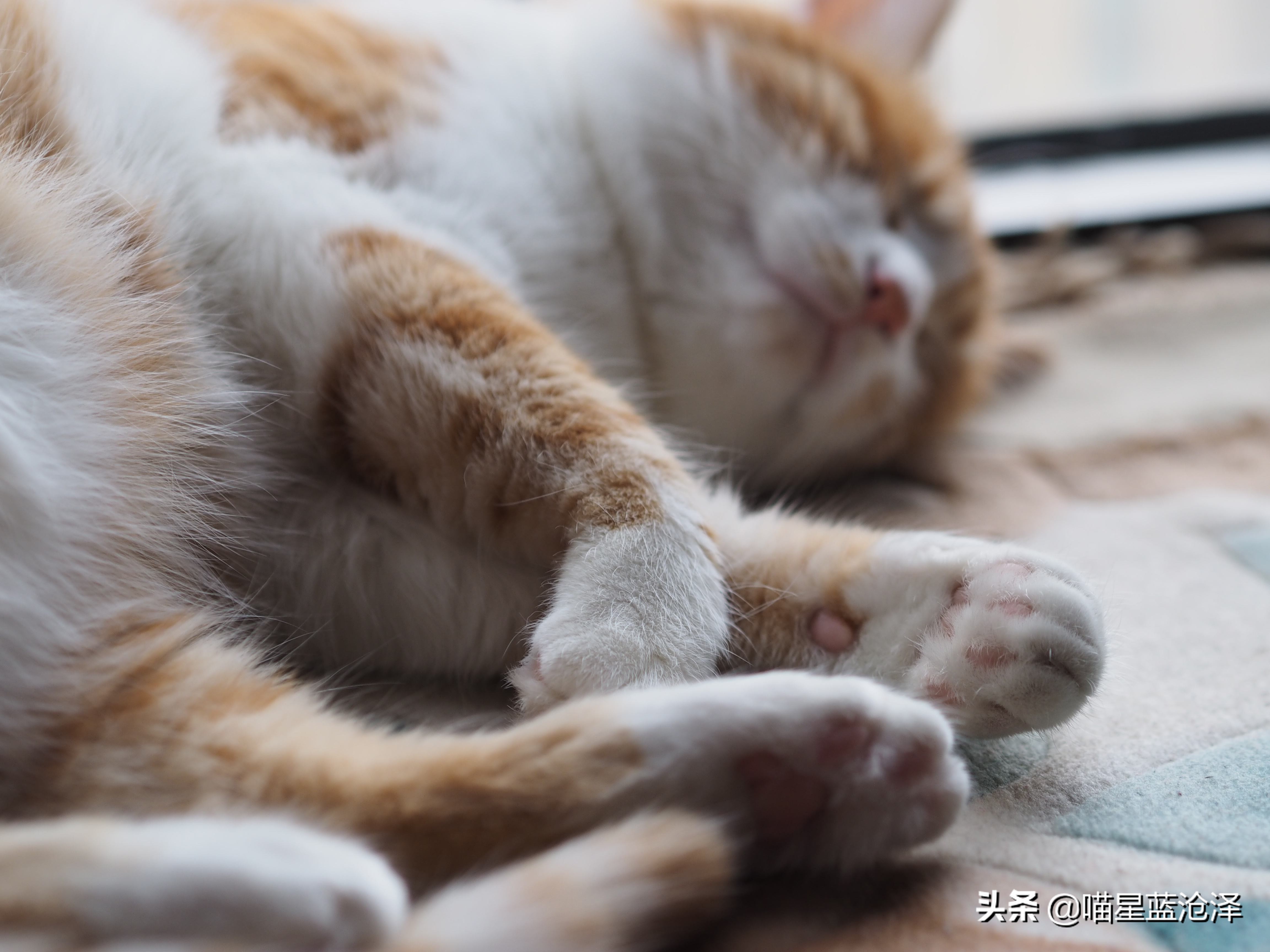 猫得肠胃炎的症状治疗需要多少钱,猫肠胃炎科普