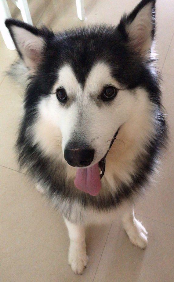 妹子求助如何让自家阿拉斯加不叫，网友纷纷出招，最后这位厉害了