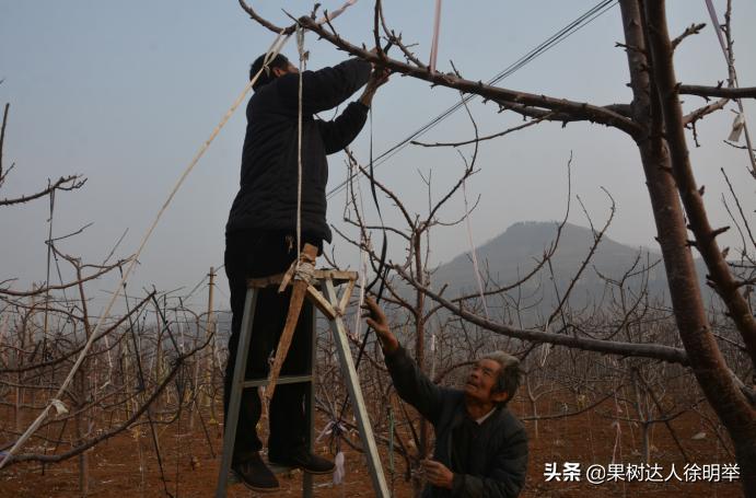 大樱桃枝叶过密怎么处理,大樱桃整形修剪中存在的问题