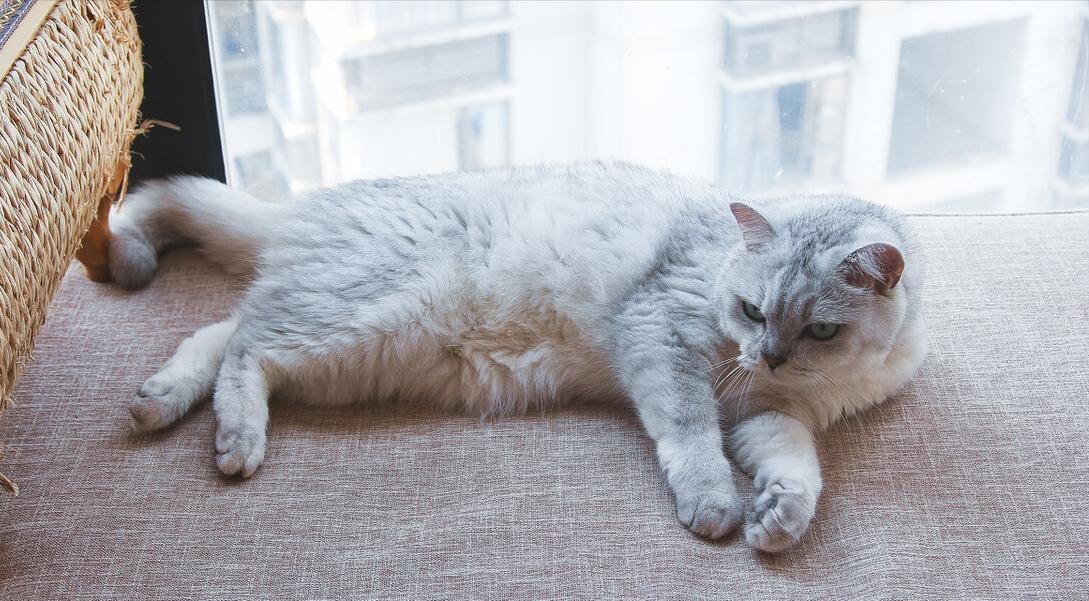 猫咪得猫癣一定会传染给人吗,脚气会不会传染给猫形成猫癣