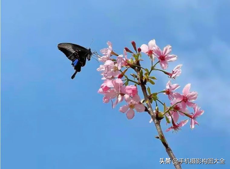 24-70拍人像使用技巧,24种手机拍摄技巧图片