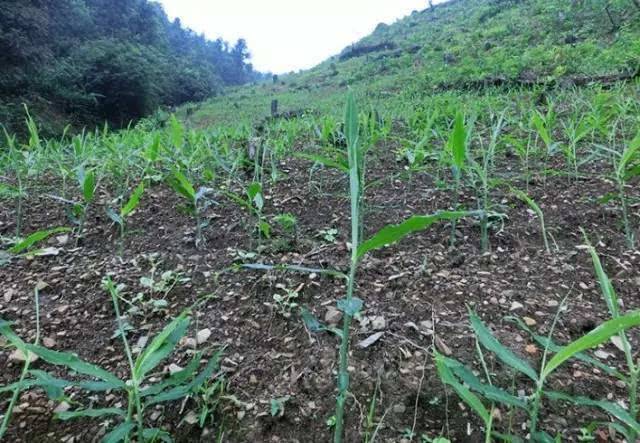 无公害生姜保护地生产技术规程,生姜田间种植高产技术讲解