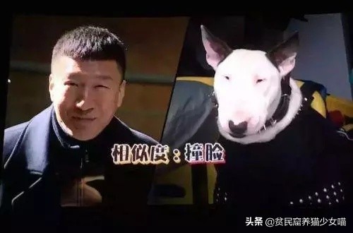 简单一招，比Ai换脸还厉害，毫无违和的牛头梗照片