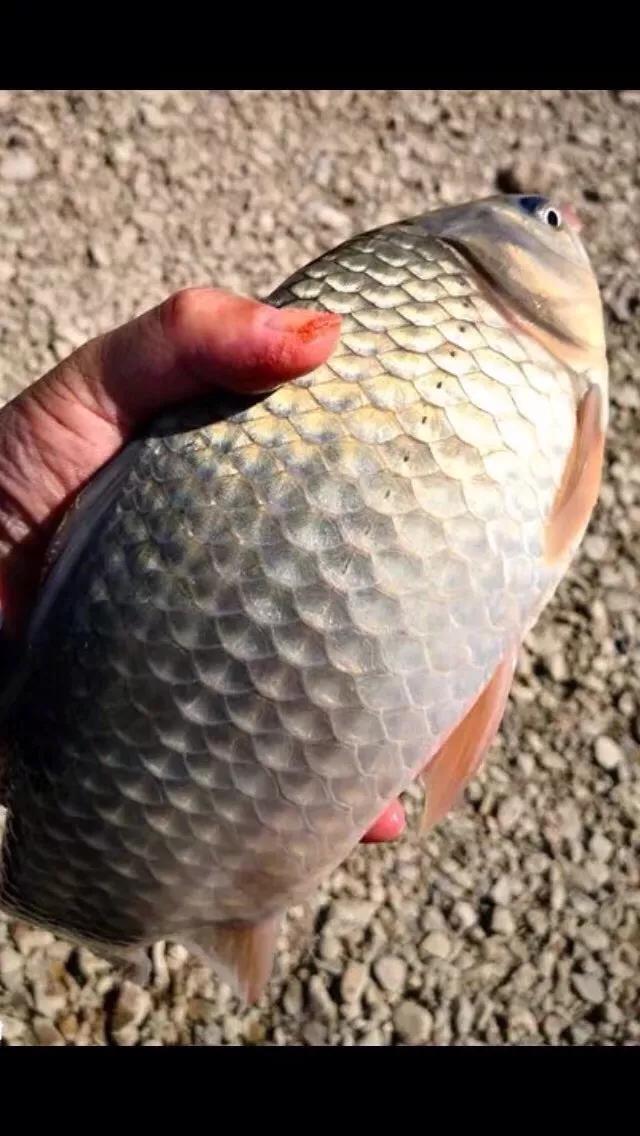 漂相没动作提竿有鱼怎么回事,有漂相打不中鱼什么原因