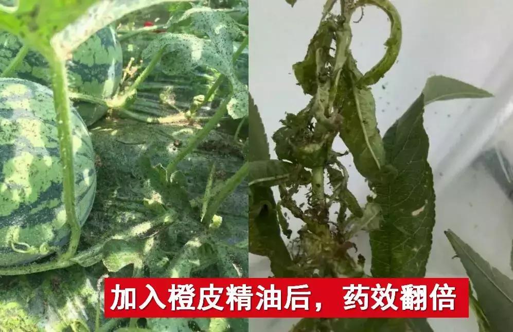 天然高效橙皮精油助剂,橙油助剂与有机硅助剂的区别